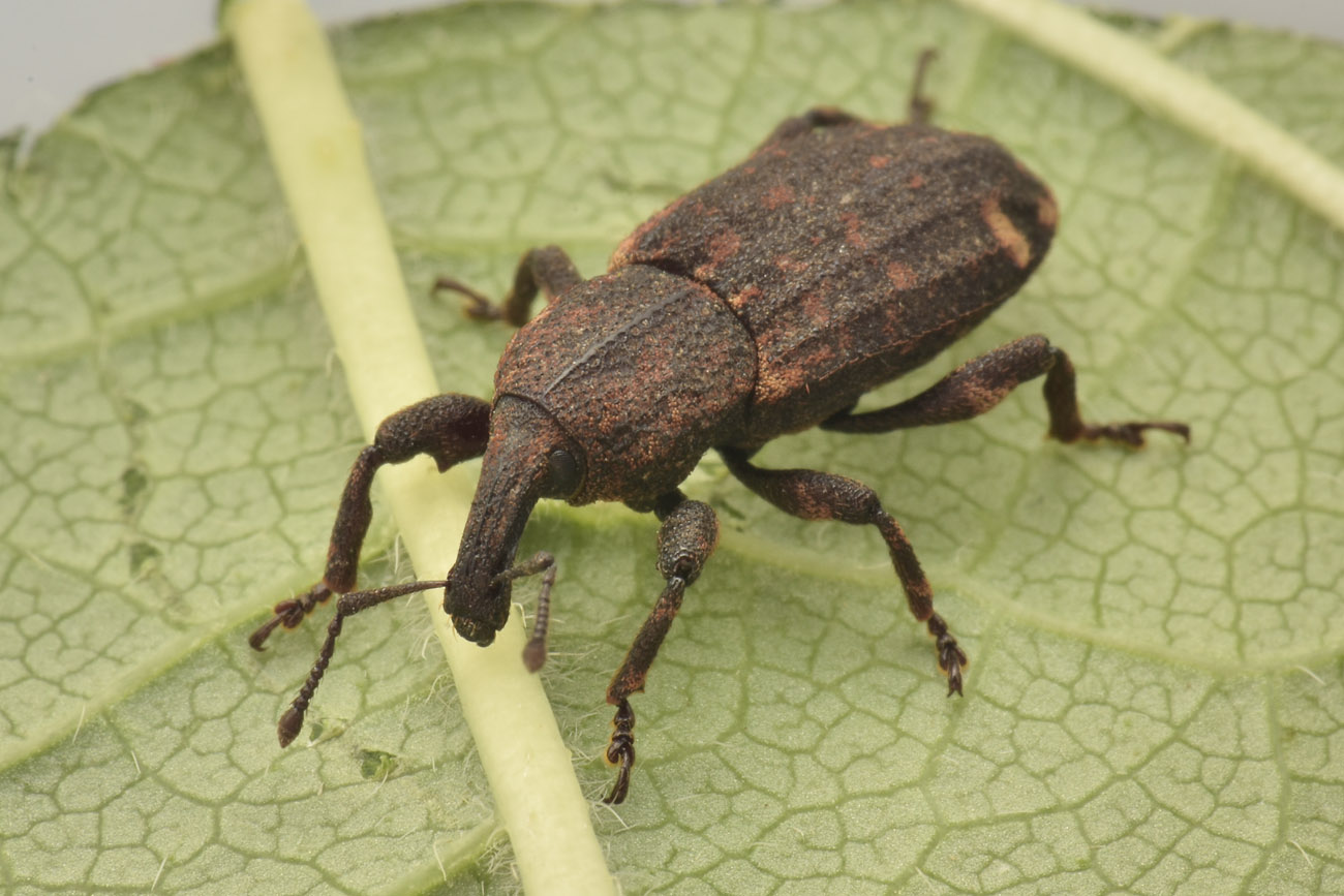 Curculionidae: Neoplinthus sp? S, N. tigratus tigratus